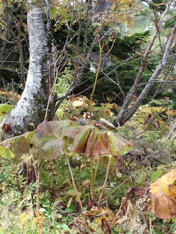 Ligularia dentata