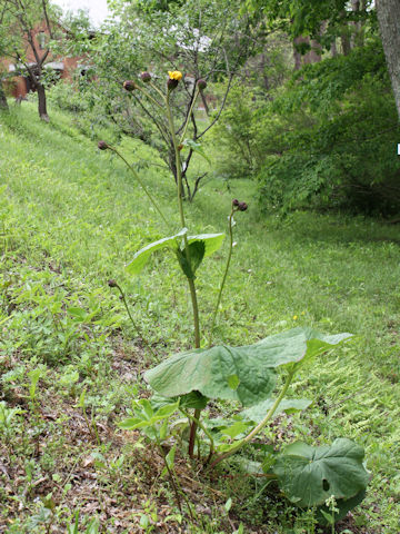 Ligularia dentata