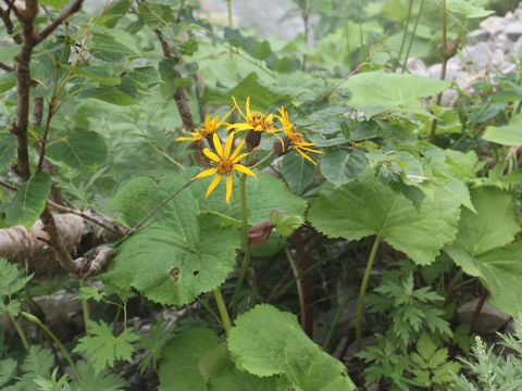 Ligularia dentata