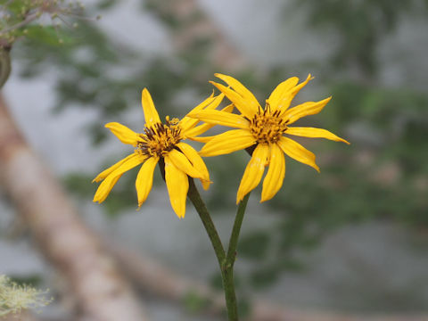 Ligularia dentata