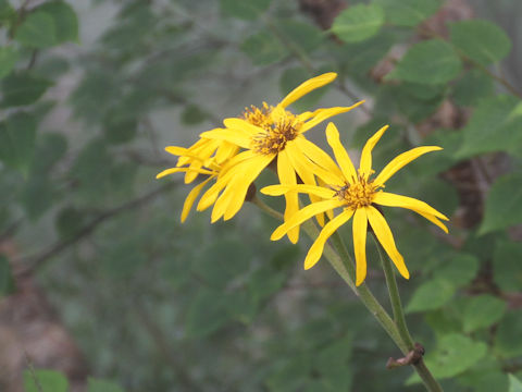 Ligularia dentata