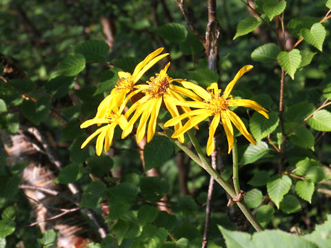 Ligularia dentata