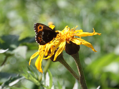 Ligularia dentata