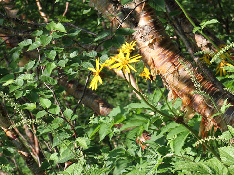 Ligularia dentata