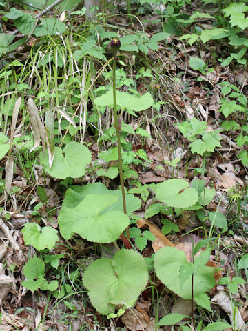 Ligularia dentata