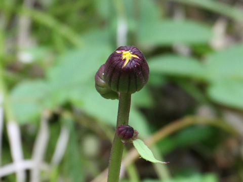 Ligularia dentata