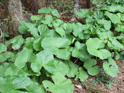 Ligularia dentata