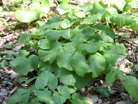 Ligularia dentata