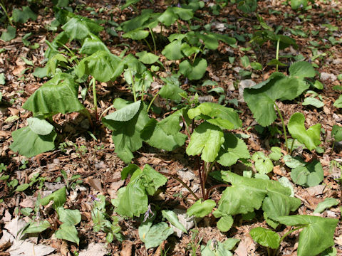 Ligularia dentata