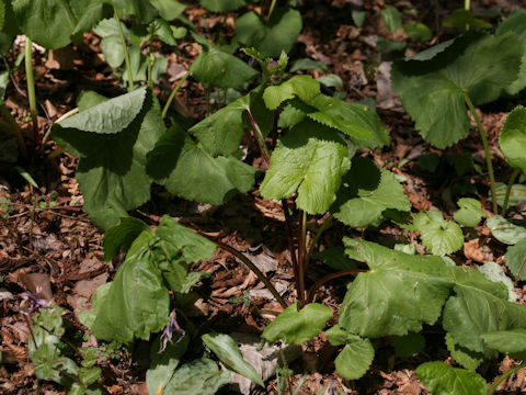 Ligularia dentata