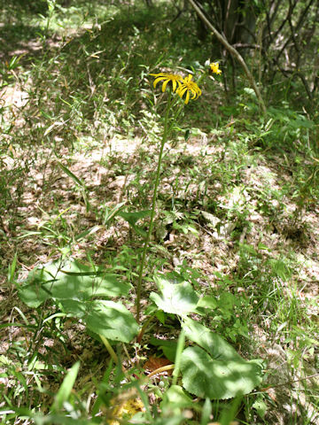 Ligularia dentata