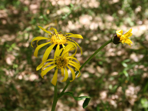 Ligularia dentata