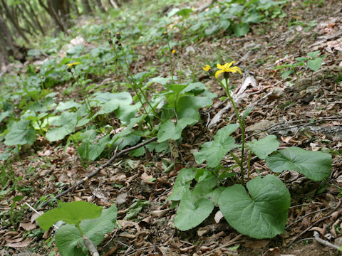 Ligularia dentata