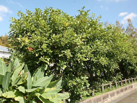 Erythrina crista-galli cv. Maruba-deigo