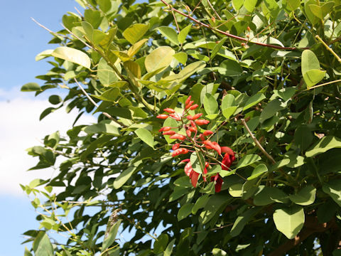 Erythrina crista-galli cv. Maruba-deigo