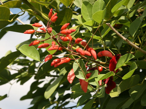 Erythrina crista-galli cv. Maruba-deigo