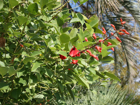 Erythrina crista-galli cv. Maruba-deigo