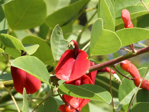 Erythrina crista-galli cv. Maruba-deigo