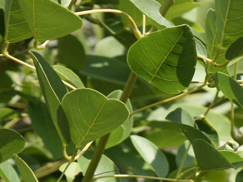 Erythrina crista-galli cv. Maruba-deigo