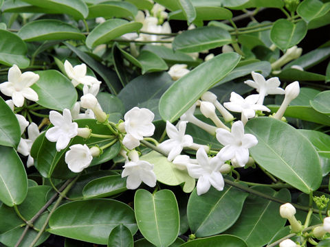 Stephanotis floribunda