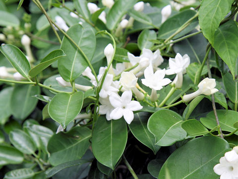 Stephanotis floribunda