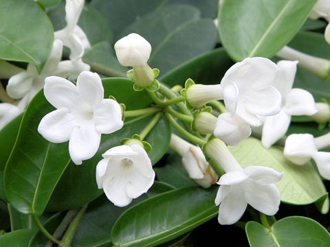 Stephanotis floribunda