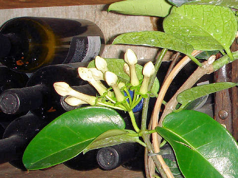 Stephanotis floribunda