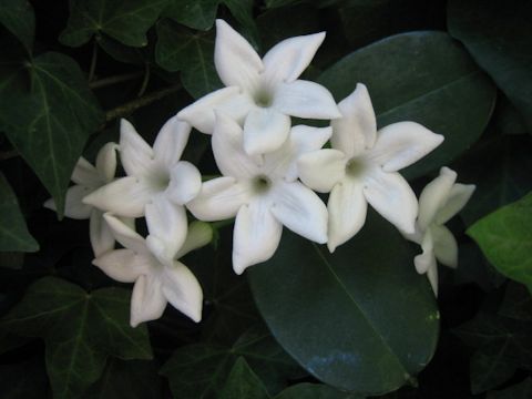 Stephanotis floribunda