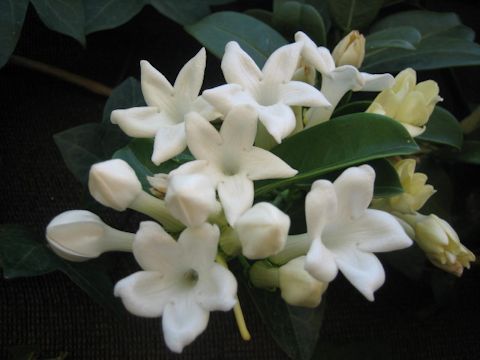 Stephanotis floribunda