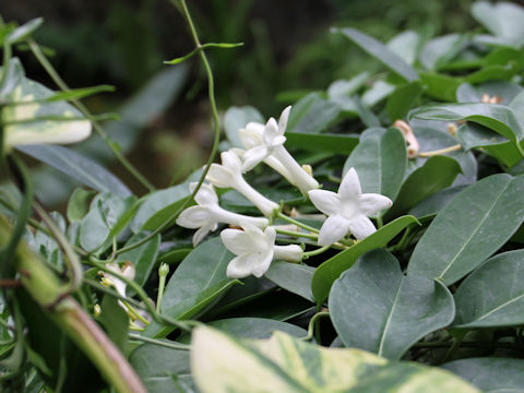 Stephanotis floribunda