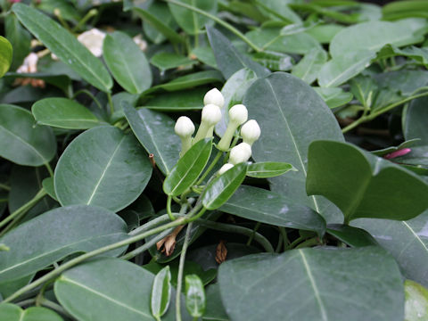 Stephanotis floribunda