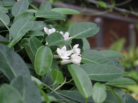 Stephanotis floribunda