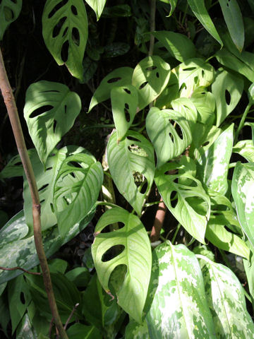 Monstera friedrichsthalii