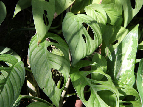 Monstera friedrichsthalii