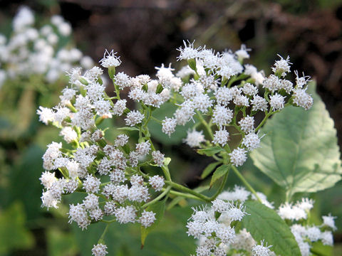 Eupatorium rugosum