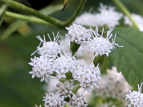 Eupatorium rugosum