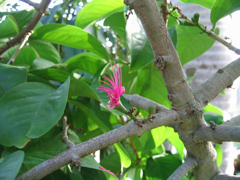Syzygium malaccense
