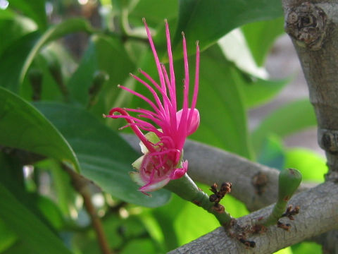 Syzygium malaccense