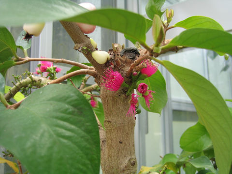 Syzygium malaccense