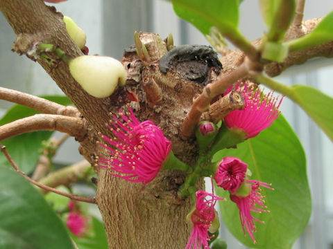 Syzygium malaccense