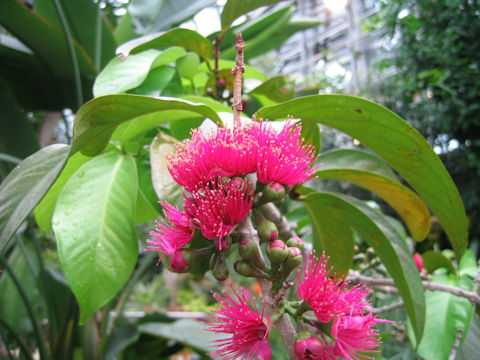 Syzygium malaccense