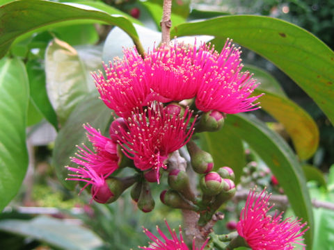 Syzygium malaccense