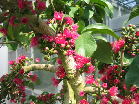 Syzygium malaccense