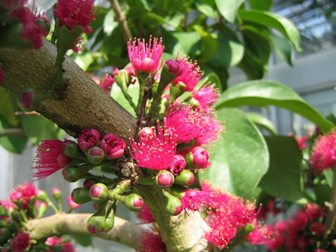 Syzygium malaccense