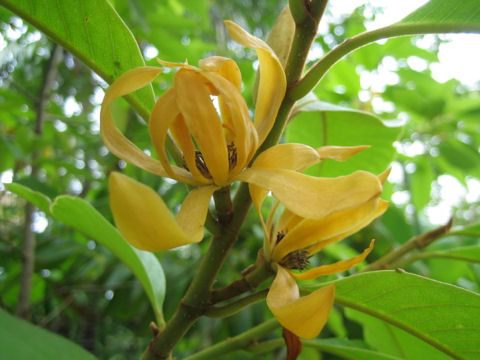 Magnolia acuminata