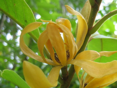 Magnolia acuminata