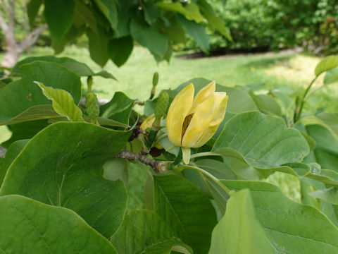 Magnolia acuminata