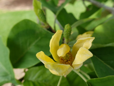 Magnolia acuminata