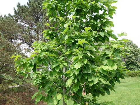 Magnolia acuminata