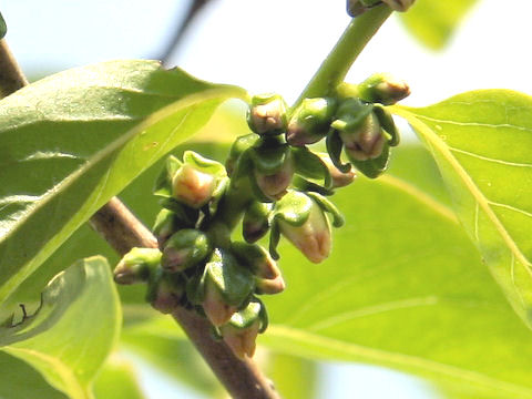 Diospyros lotus